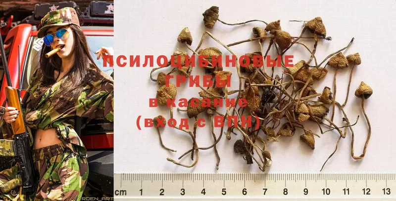 kraken зеркало  что такое наркотик  Тула  Галлюциногенные грибы MAGIC MUSHROOMS 